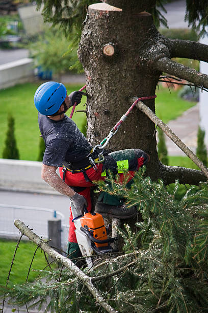 Reliable State Line, PA Tree Services Solutions