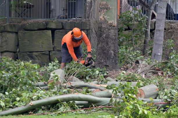 How Our Tree Care Process Works  in State Line, PA